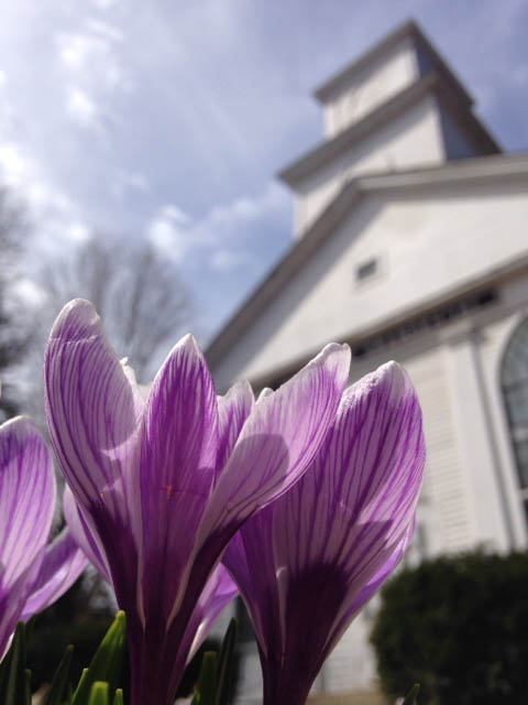 Montague Common Hall with spring flowers